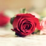 胜天国际H5在移动营销中的应用实例 42450z