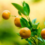 赏金国际平台的安全性与风险管理探讨 5eq5li