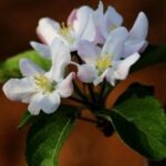 赏金国际的伦理争议:追捕与正义的关系 6dqnw